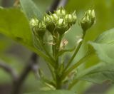 Crataegus sanguinea. Распускающееся соцветие. Новосибирская обл., Новосибирский сельский р-н, смешанный лес. 31.05.2010.