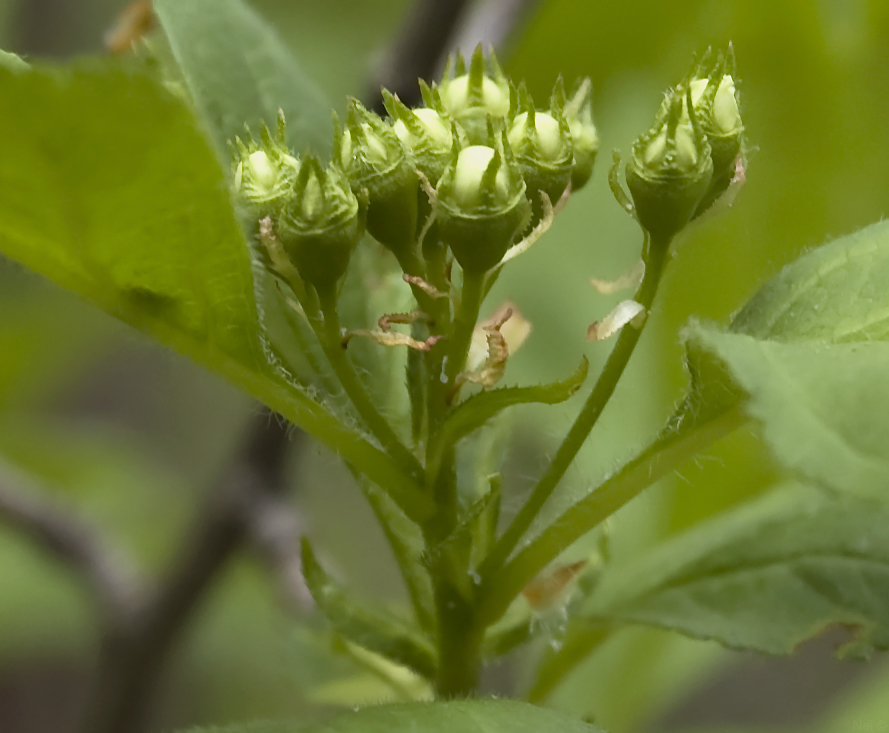 Image of Crataegus sanguinea specimen.