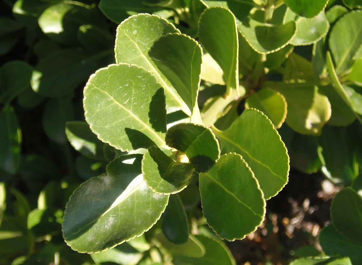 Изображение особи Euonymus japonicus.