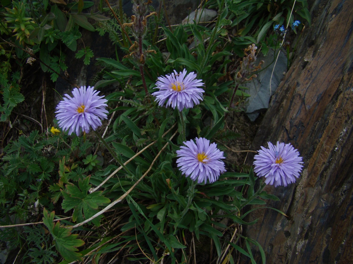 Image of Erigeron azureus specimen.