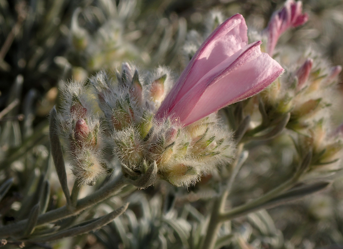 Изображение особи Convolvulus oleifolius.