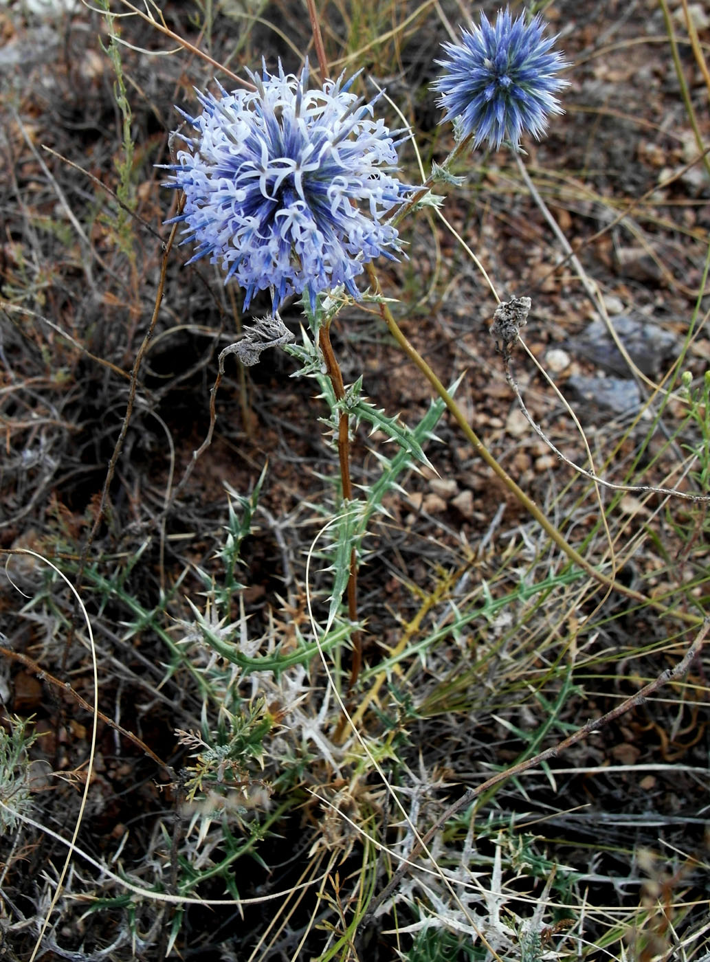 Изображение особи Echinops subglaber.