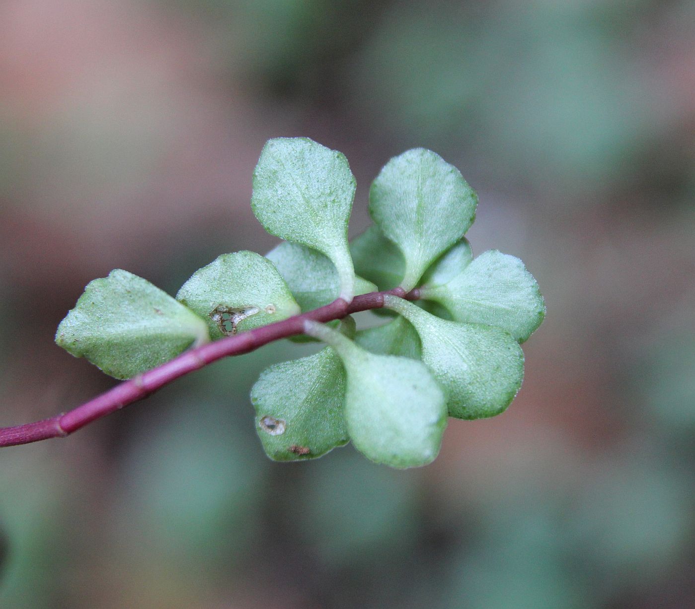 Изображение особи Sedum stoloniferum.