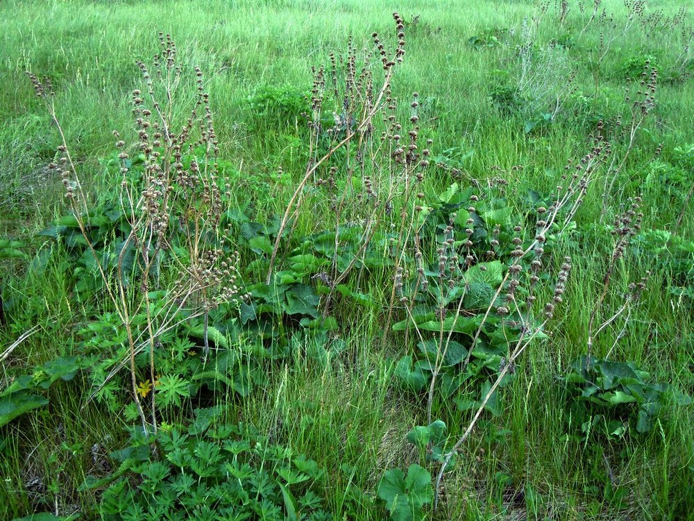 Image of Phlomoides tuberosa specimen.