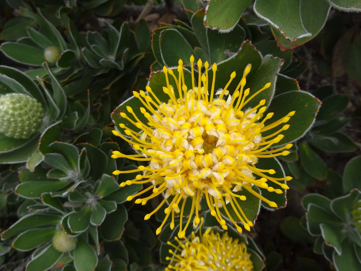 Изображение особи Leucospermum conocarpodendron.