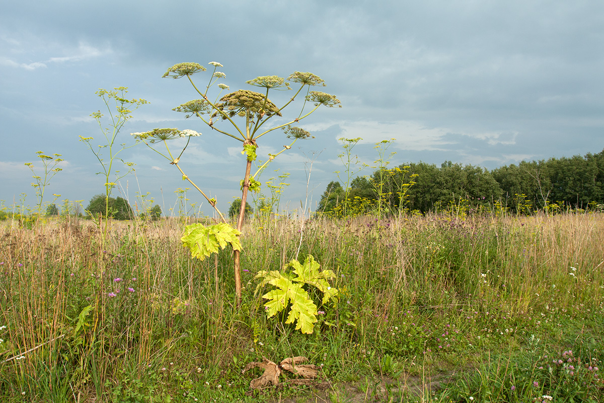 Image of Heracleum sosnowskyi specimen.