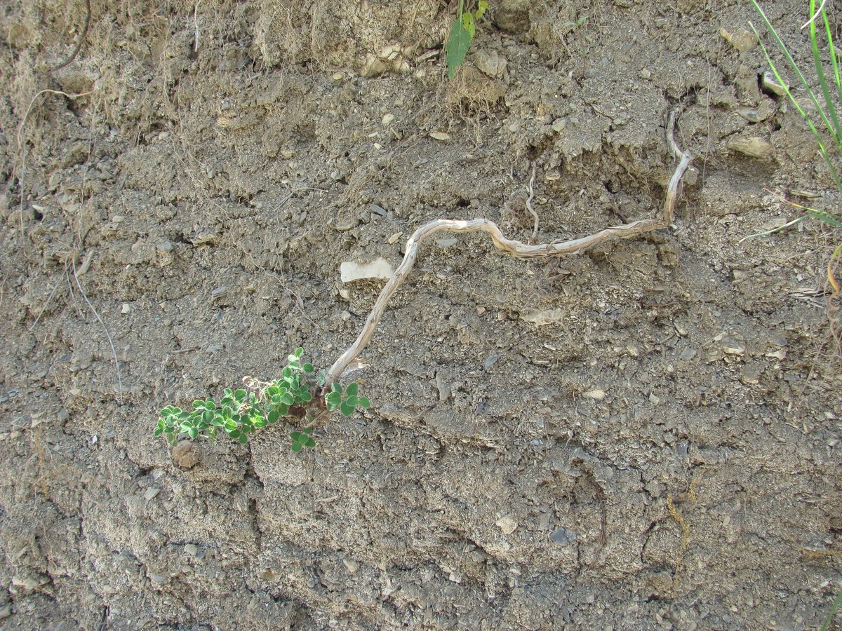 Image of Lonicera iberica specimen.