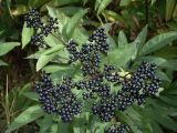 Sambucus ebulus. Верхняя часть плодоносящего растения. Кавказ, Ставропольский край, восточный склон горы Бештау. 07.10.2005.