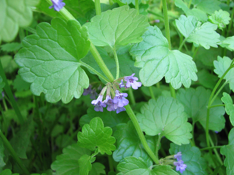 Изображение особи Glechoma hederacea.