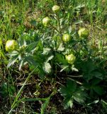 Trollius europaeus