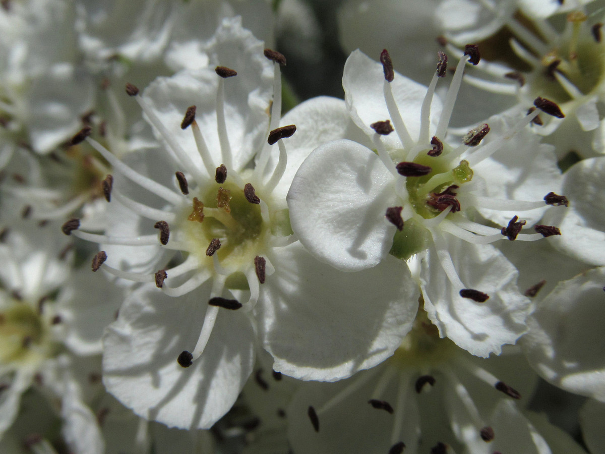 Изображение особи Crataegus taurica.