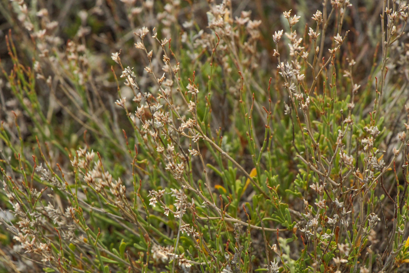 Изображение особи Limonium suffruticosum.