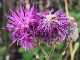 Centaurea scabiosa