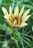 Tragopogon malikus