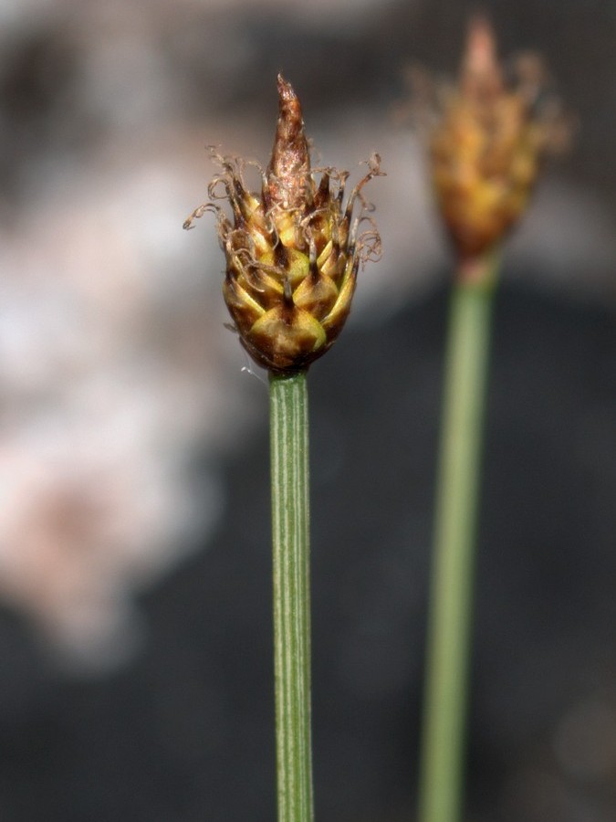 Изображение особи Carex arctogena.