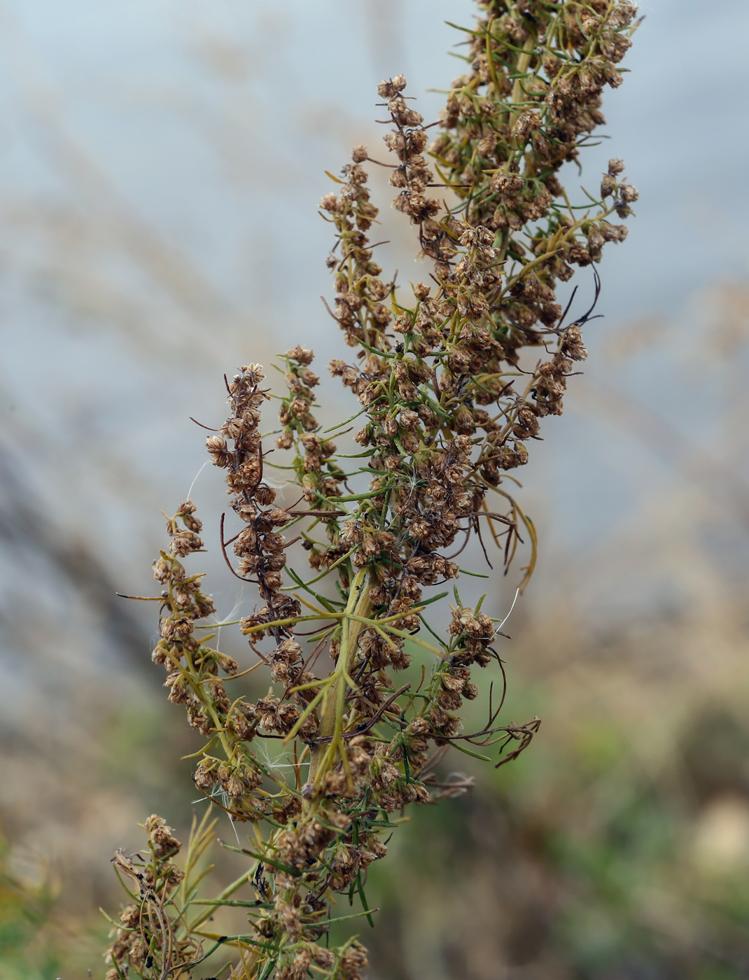 Image of Artemisia abrotanum specimen.