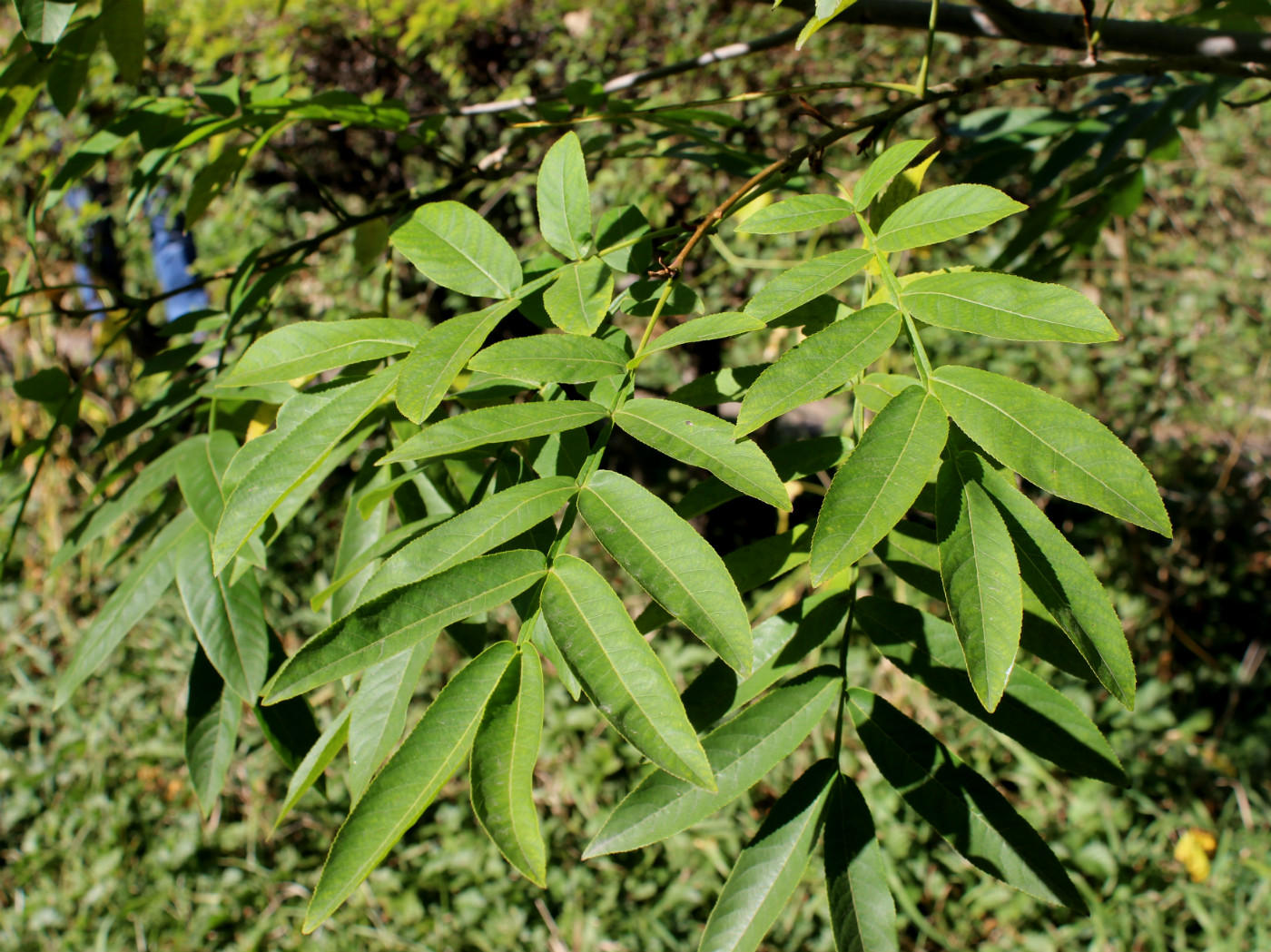 Image of Pterocarya stenoptera specimen.