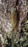 genus Usnea