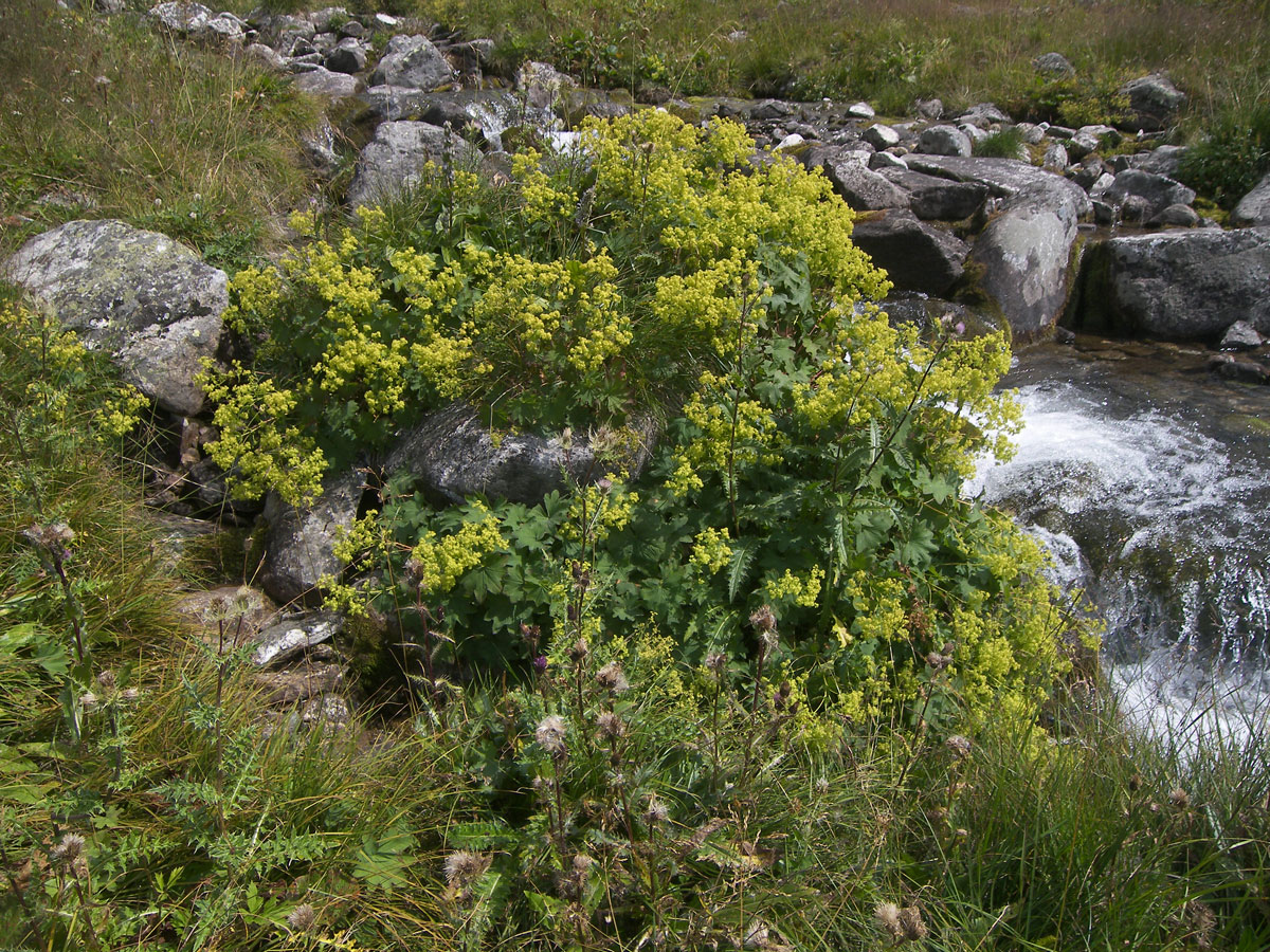 Image of Alchemilla urceolata specimen.