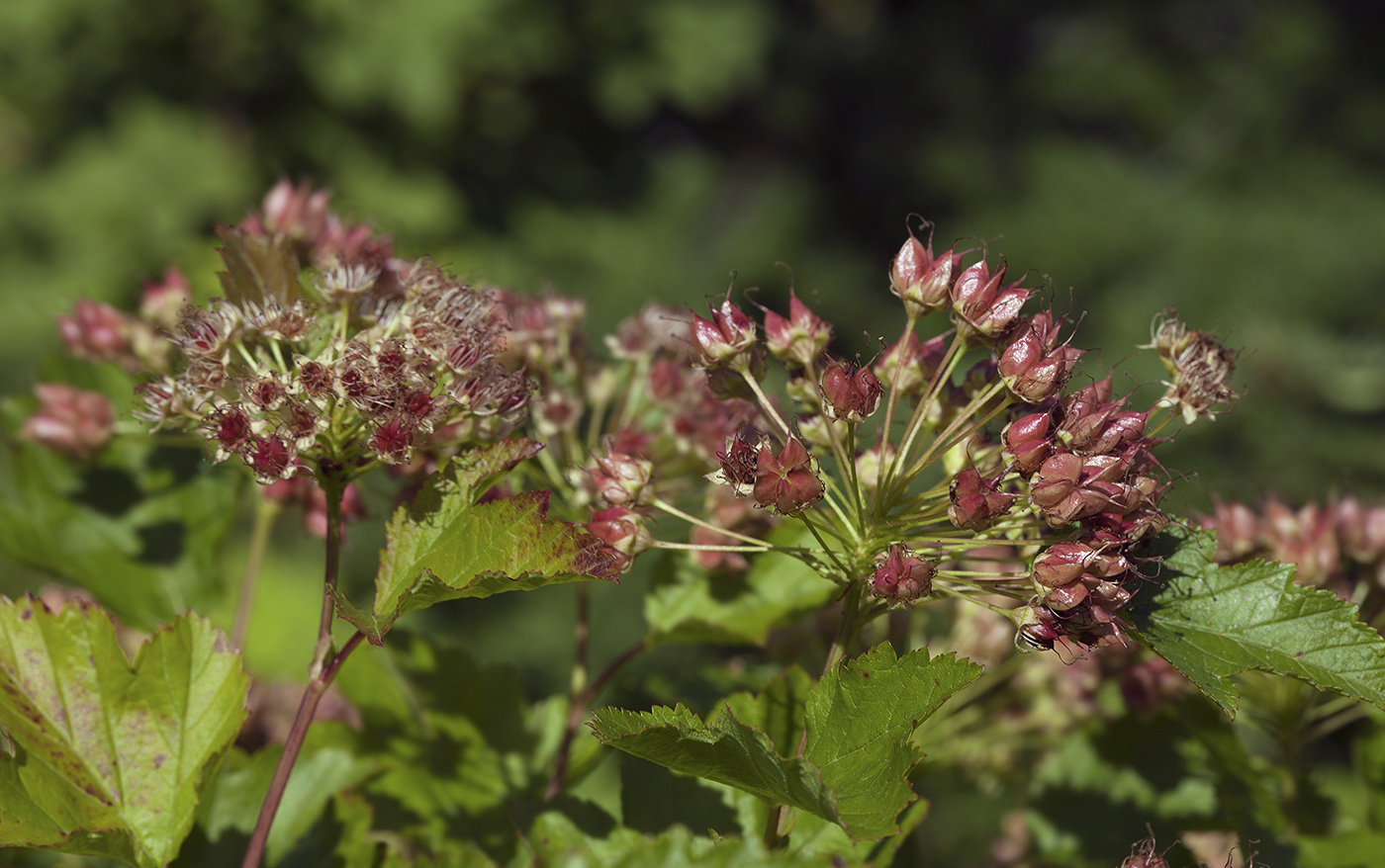 Изображение особи Physocarpus opulifolius.