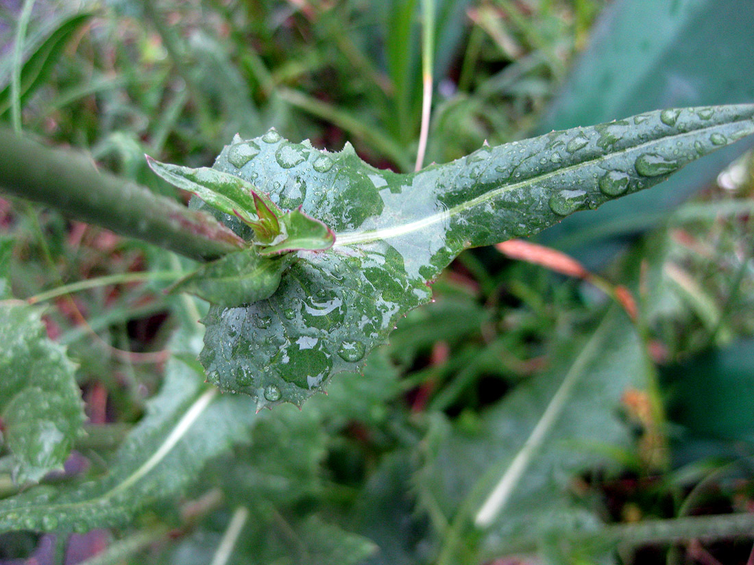 Image of Cichorium intybus specimen.