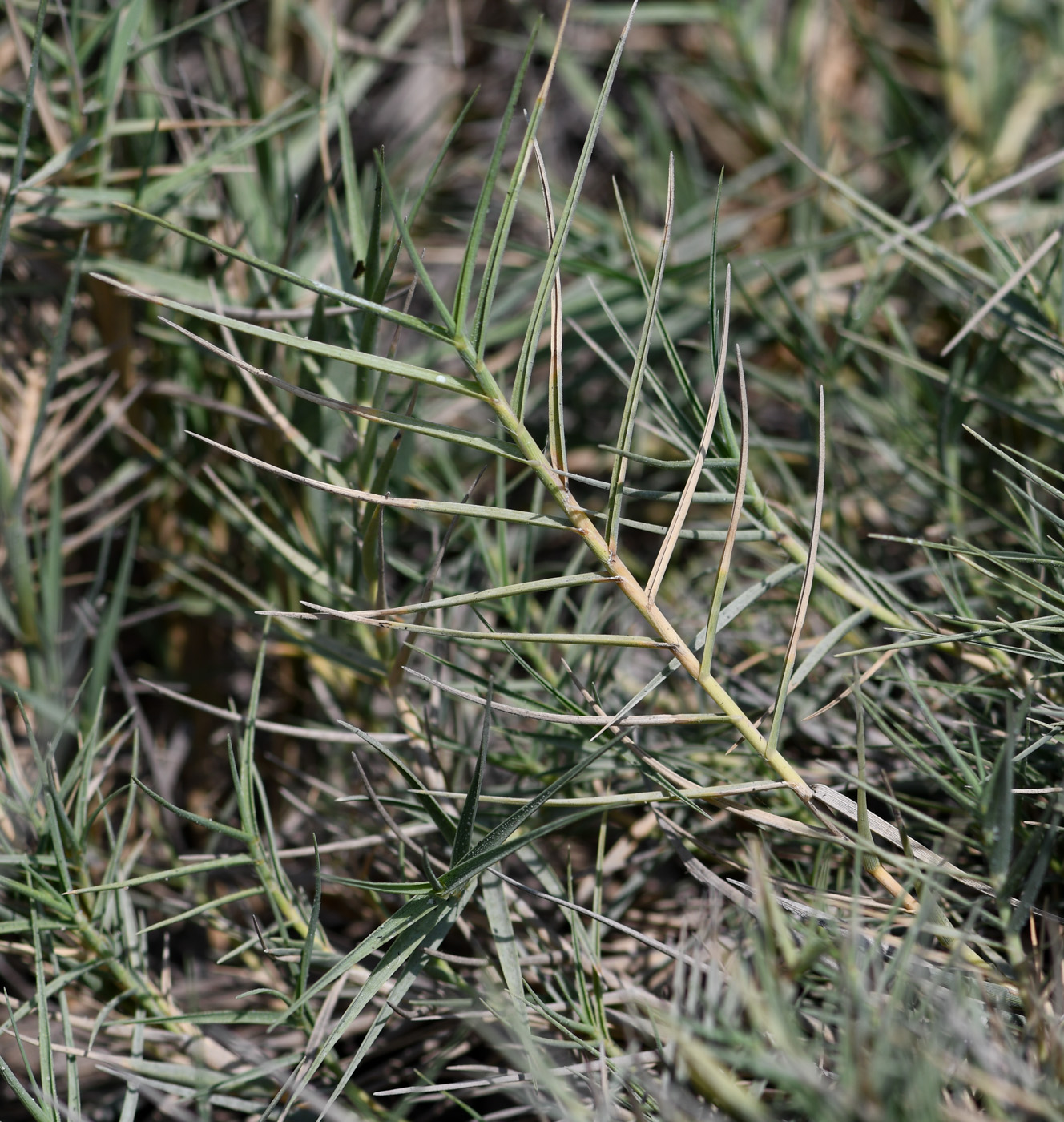 Image of Distichlis spicata specimen.