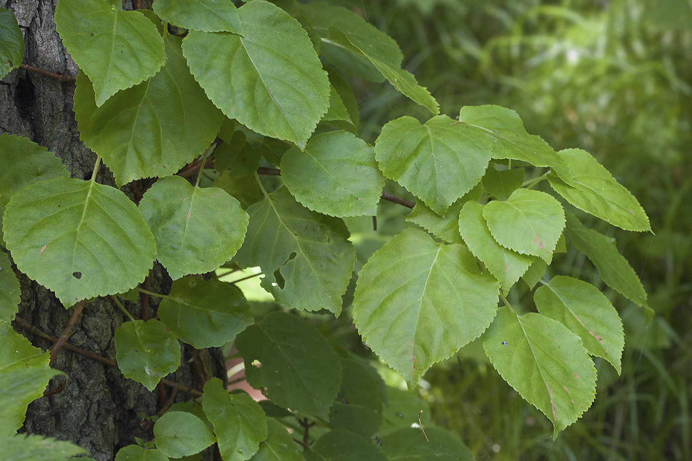 Изображение особи Hydrangea petiolaris.