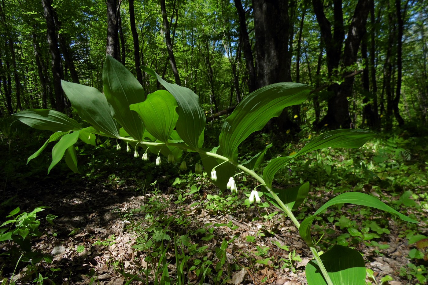 Изображение особи Polygonatum multiflorum.