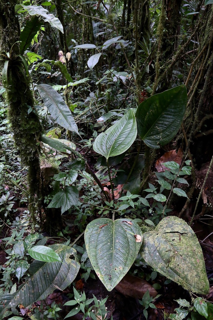 Изображение особи Anthurium ovatifolium.