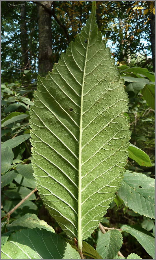 Image of Ulmus glabra specimen.