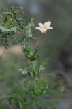 Coccinia sessilifolia