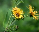 Inula helenium. Соцветие с питающимся шмелём. Московская обл., Раменский р-н, окр. дер. Хрипань, садовый участок. 24.08.2020.