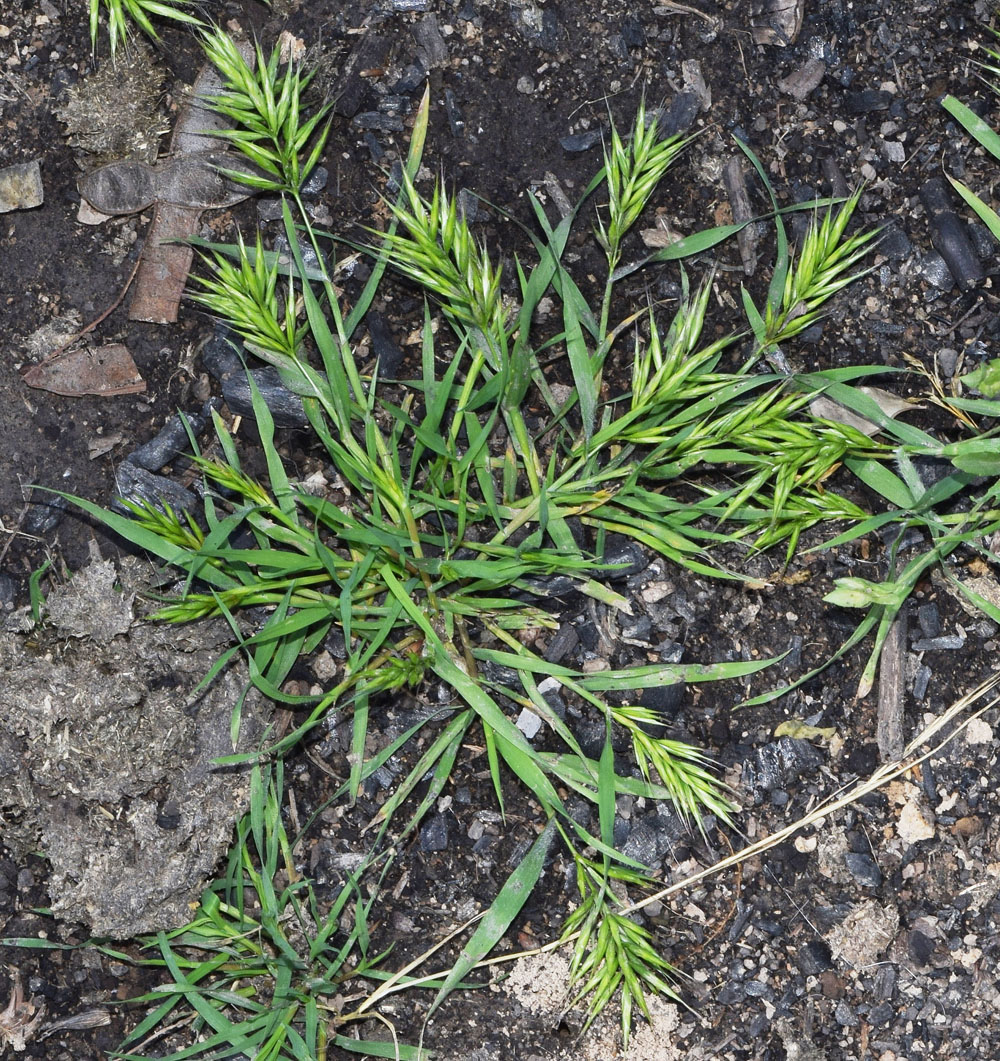 Image of Bromus scoparius specimen.