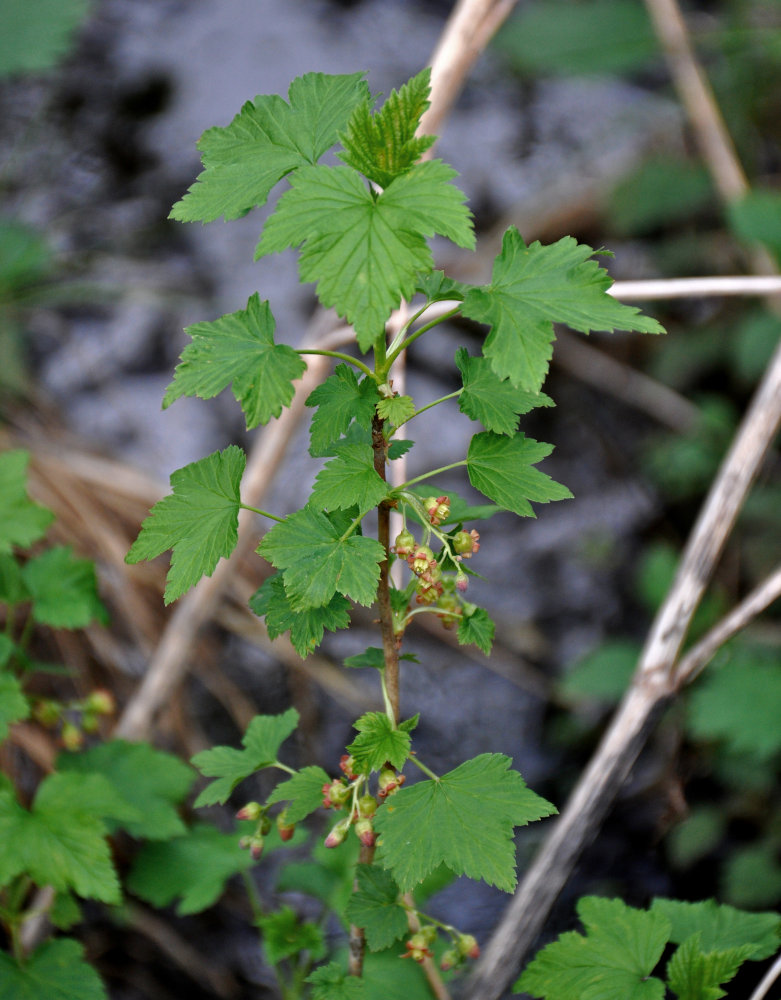 Image of Ribes nigrum specimen.