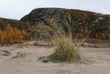 Deschampsia cespitosa. Плодоносящее растение. Мурманская обл., окр. г. Заозёрск, дол. оз. Дикое, заброшенный песчаный карьер. 20.09.2020.