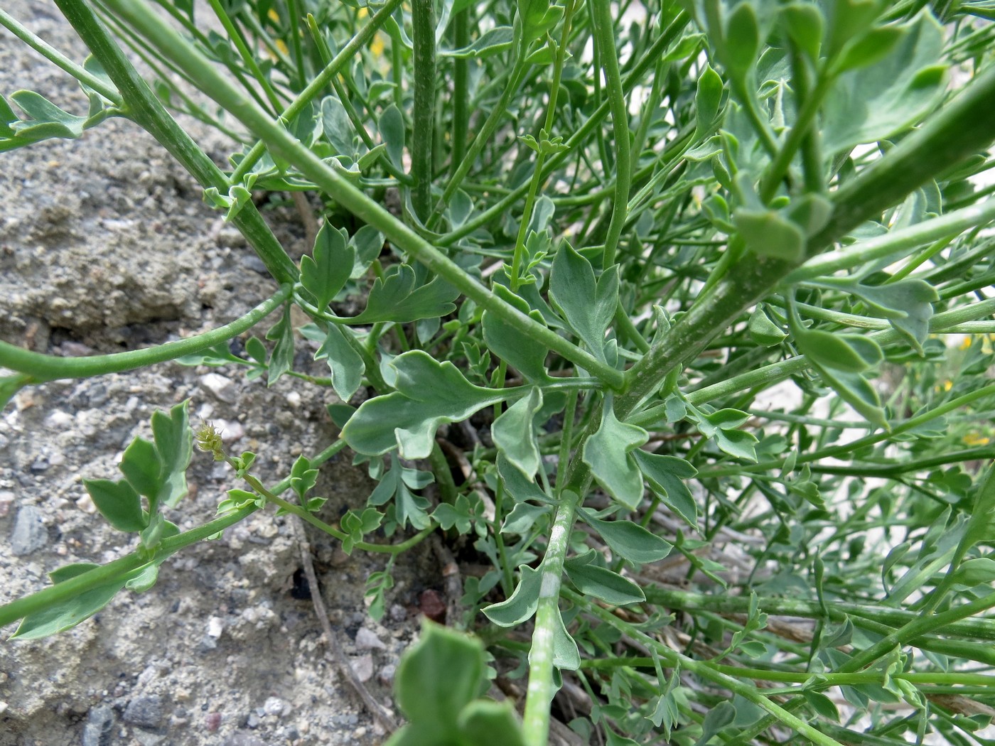 Изображение особи Corydalis zeravschanica.