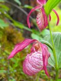 Cypripedium × ventricosum. Цветки. Красноярский край, Эвенкийский р-н, государственный природный заповедник \"Тунгусский\", лиственнично-сосновый лес. 30.06.2012.