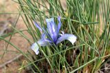 Смотреть изображение Iris tenuifolia