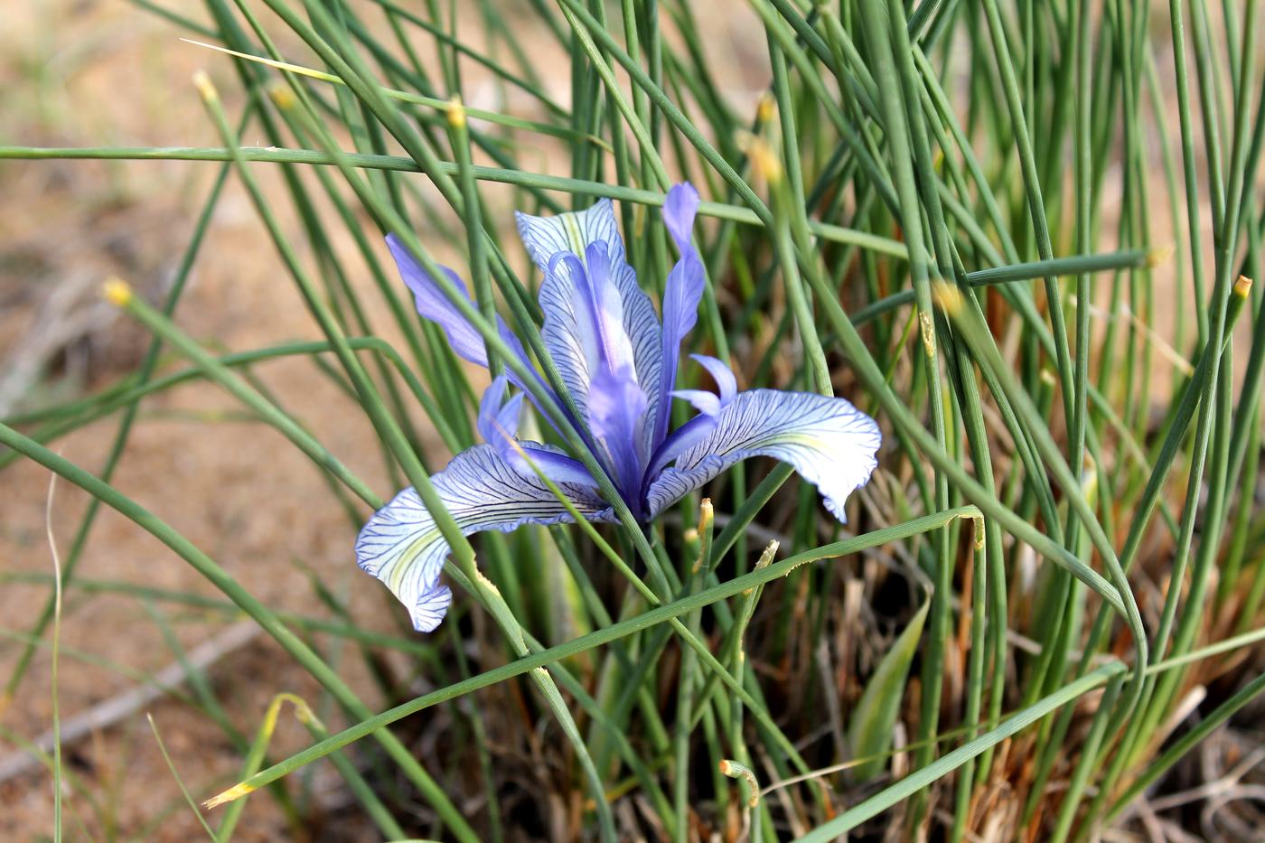 Image of Iris tenuifolia specimen.