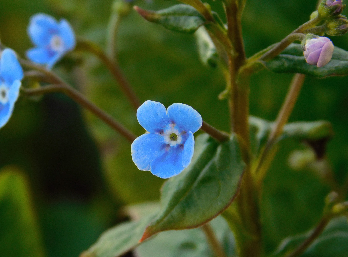 Image of Brunnera macrophylla specimen.