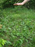 Смотреть изображение Jurinea cretacea