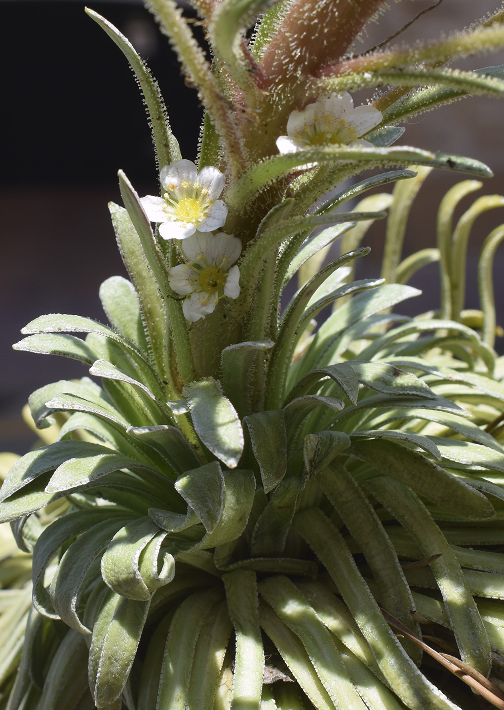 Image of Saxifraga longifolia specimen.