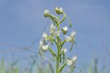 Habenaria linearifolia. Соцветие. Приморье, Хасанский р-н, п-ов Краббе, приморский луг. 25.07.2021.