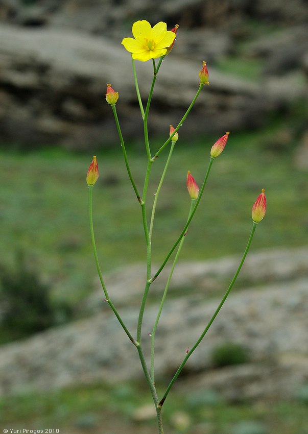 Image of Bongardia chrysogonum specimen.