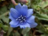 genus Cichorium