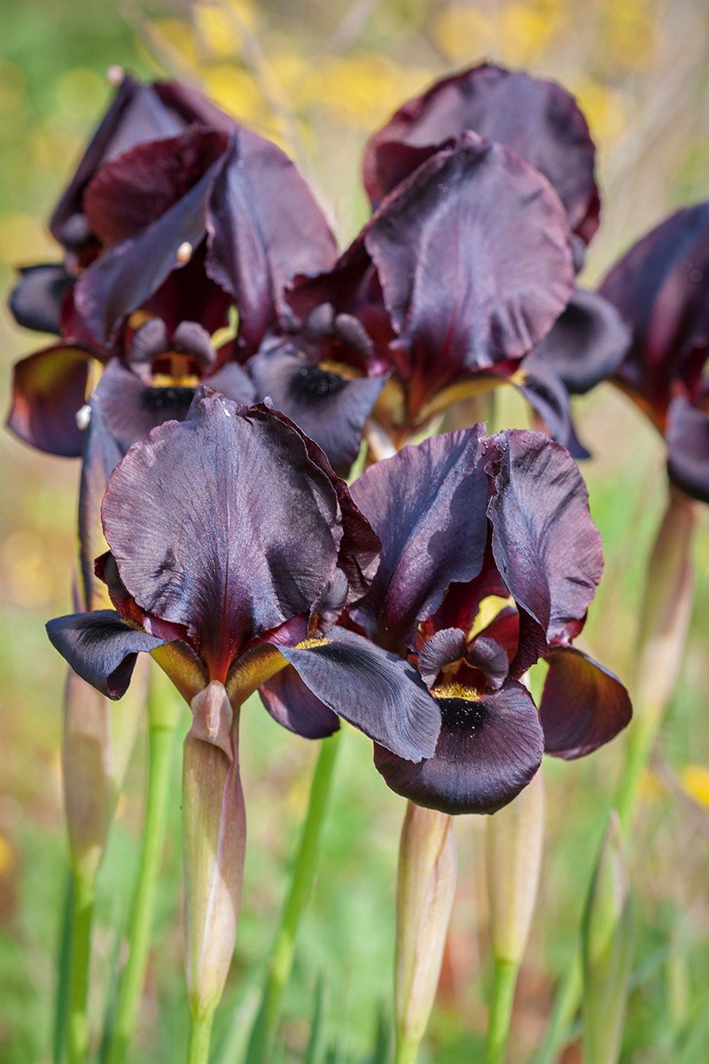 Изображение особи Iris atropurpurea.