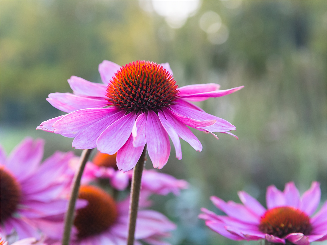 Image of Echinacea purpurea specimen.