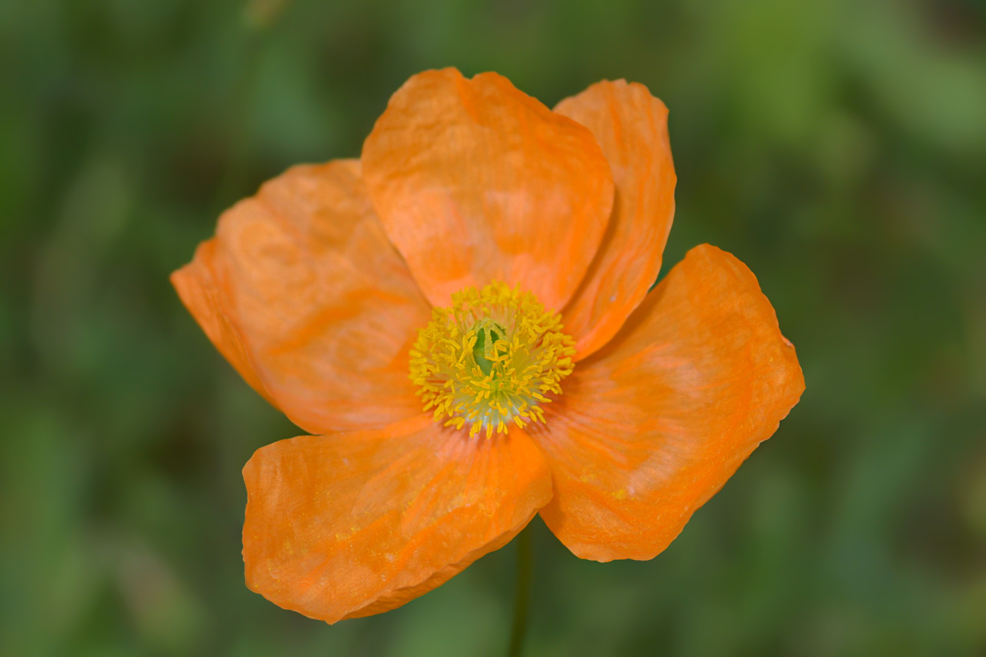 Изображение особи Papaver oreophilum.