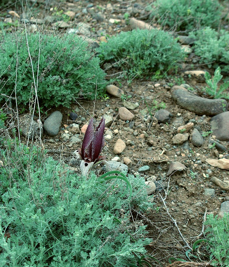 Изображение особи Iris acutiloba.