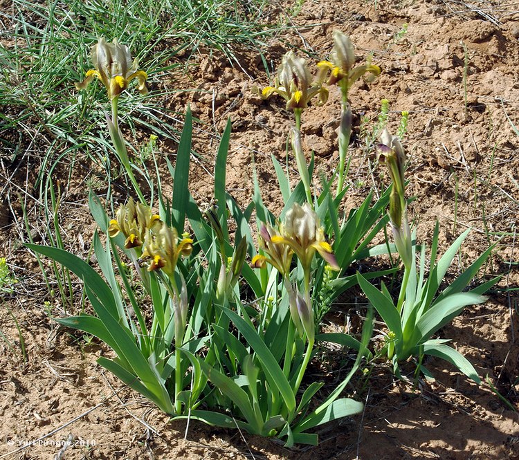 Image of Iris scariosa specimen.